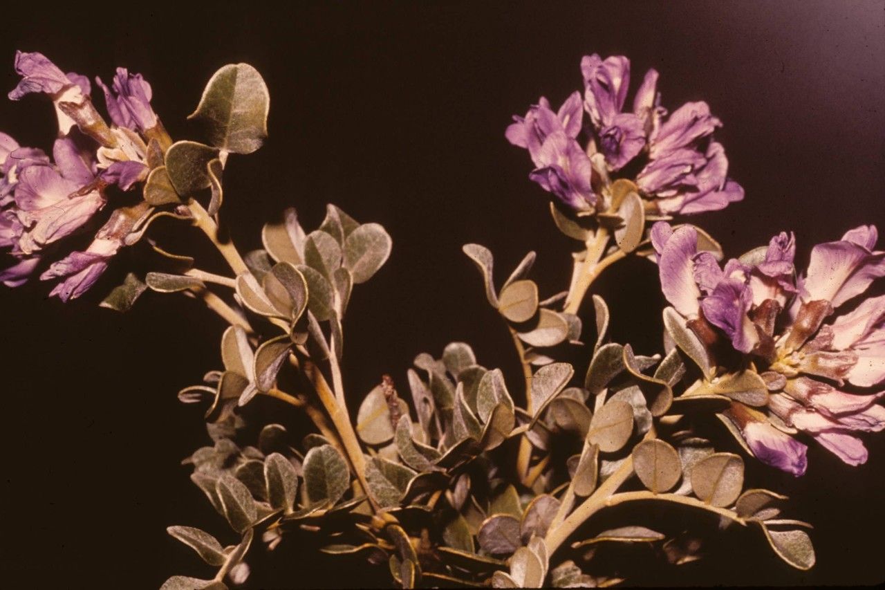 Sophora gypsophila — search result for 'Sophora'