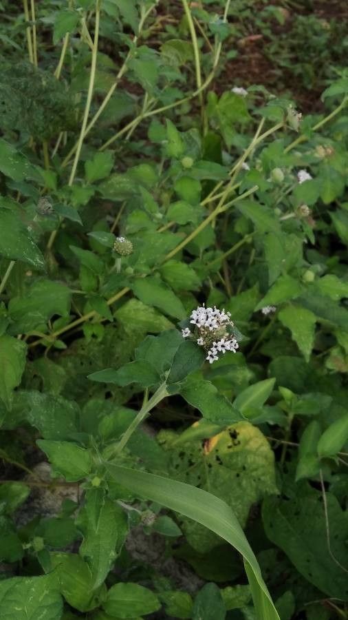 Lagascea mollis habit
