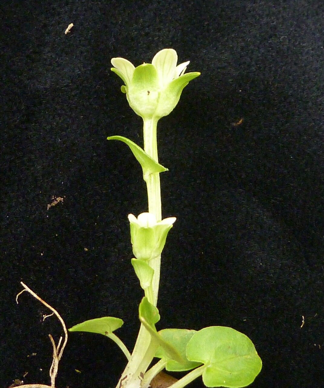 Parnassia kumaonica habit