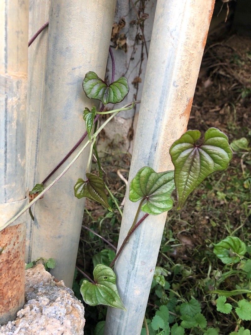 Dioscorea oppositifolia habit