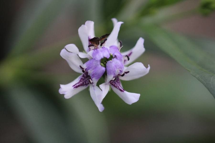 Justicia americana flower