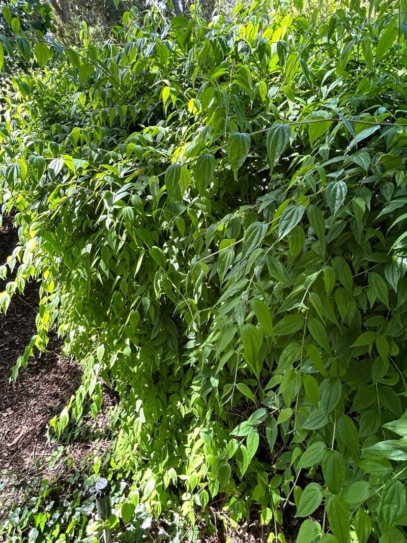 Philadelphus karwinskyanus habit