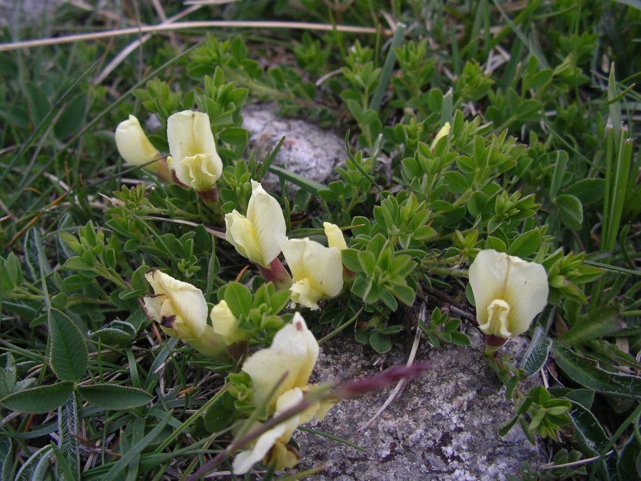 Cytisus polytrichus habit