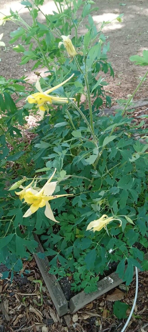 Aquilegia chrysantha habit