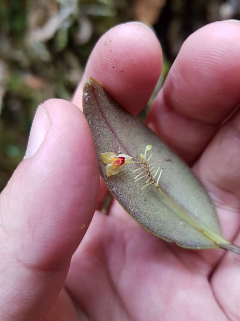 Lepanthes poasensis flower