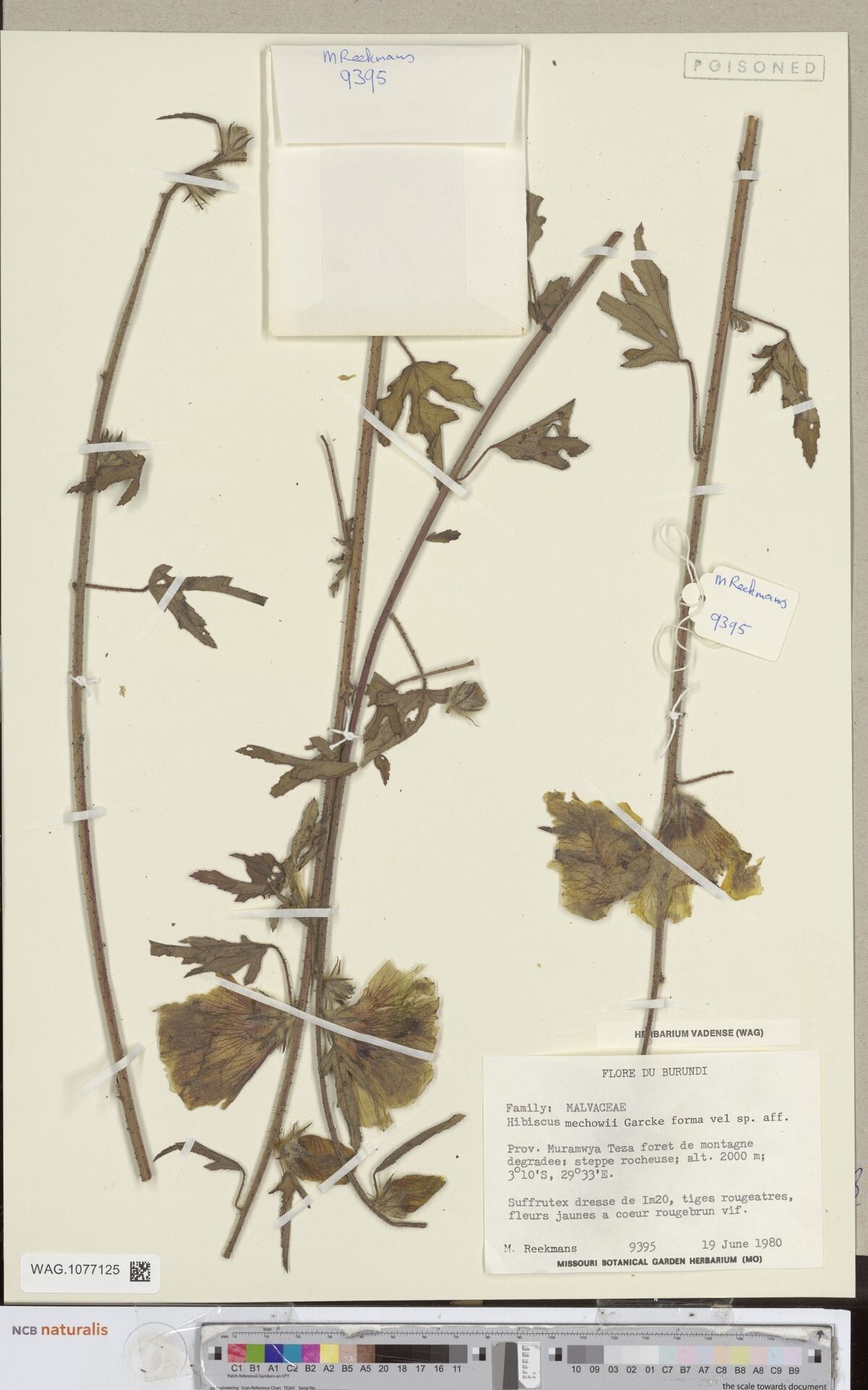 Hibiscus mechowii — houseplant care guide