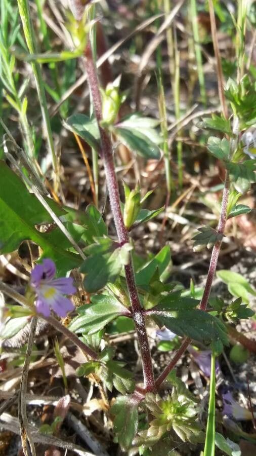 Euphrasia hirtella bark