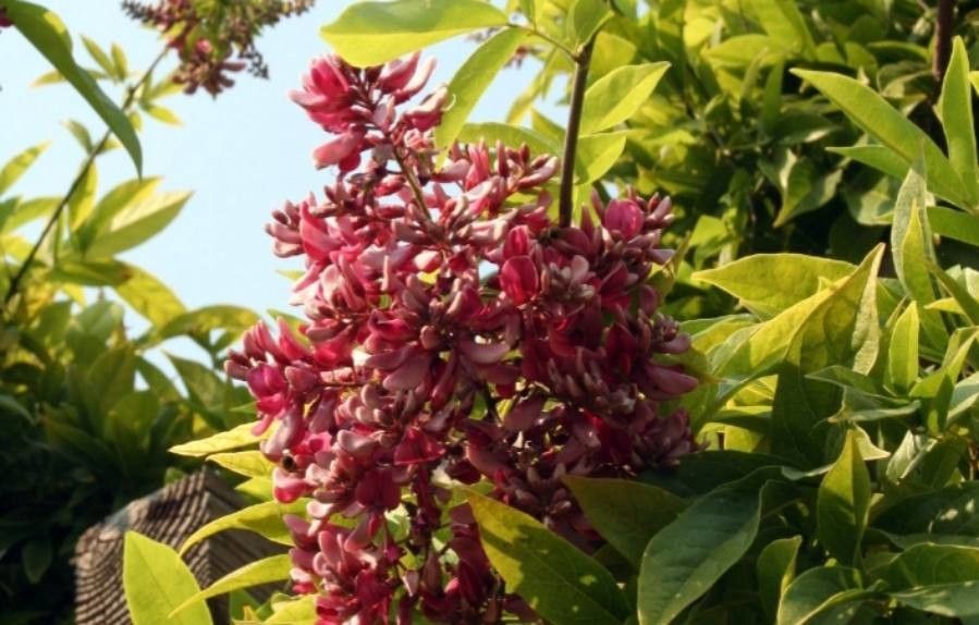 Callerya cinerea — related species from the same genus