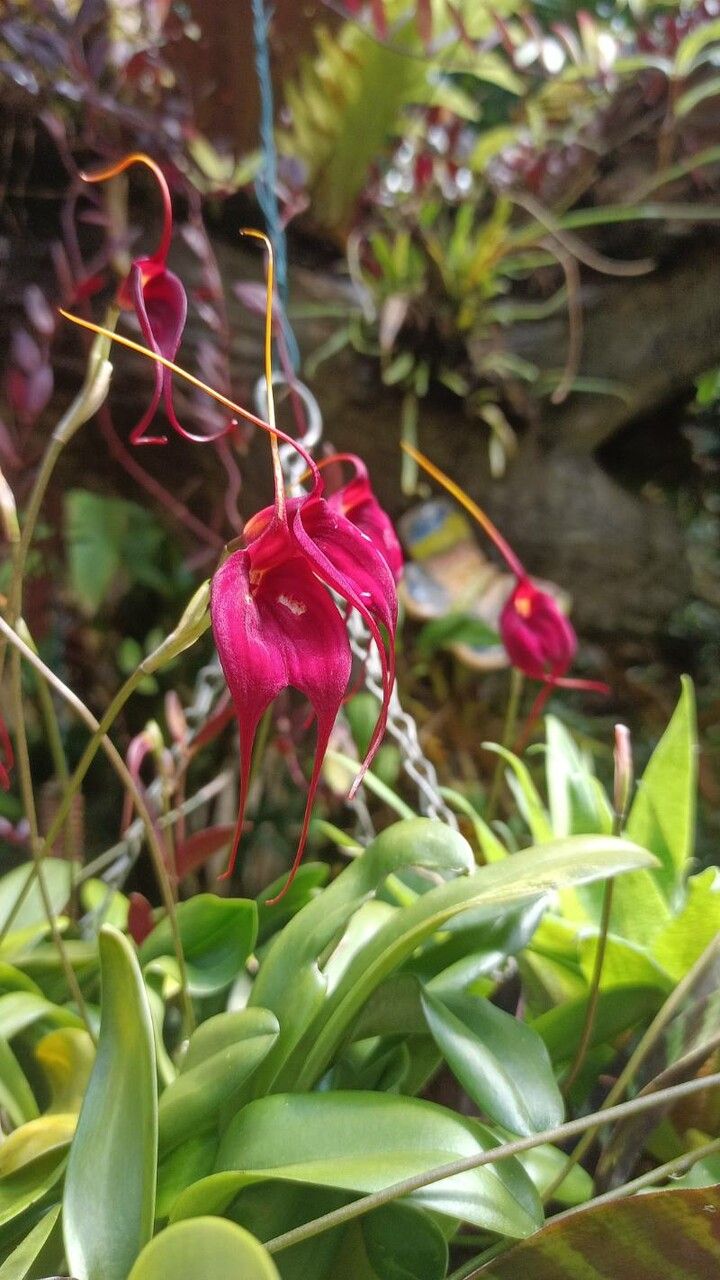 Bulbophyllum gracillimum flower