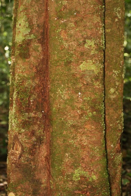 Virola sebifera bark