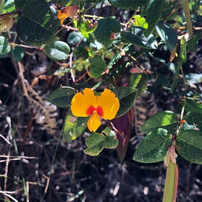 Platylobium formosum — houseplant care guide