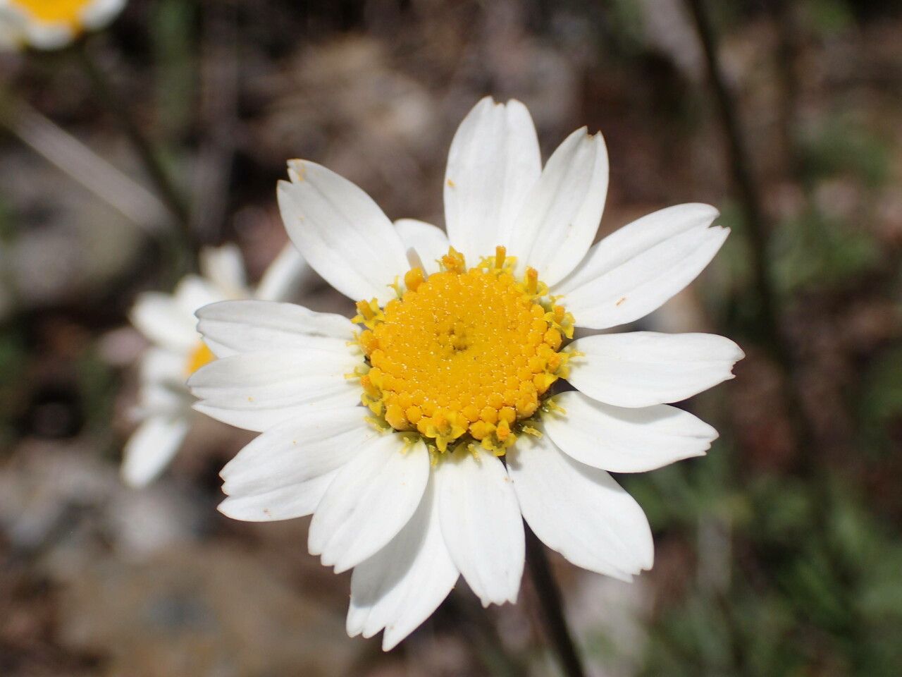 Anthemis cretica flower