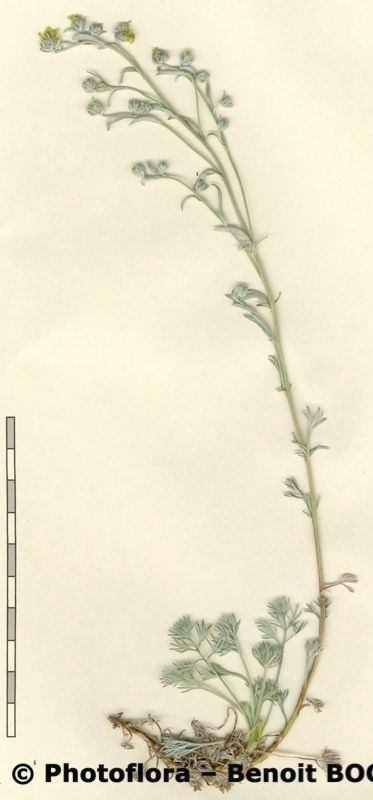 Artemisia nitida other