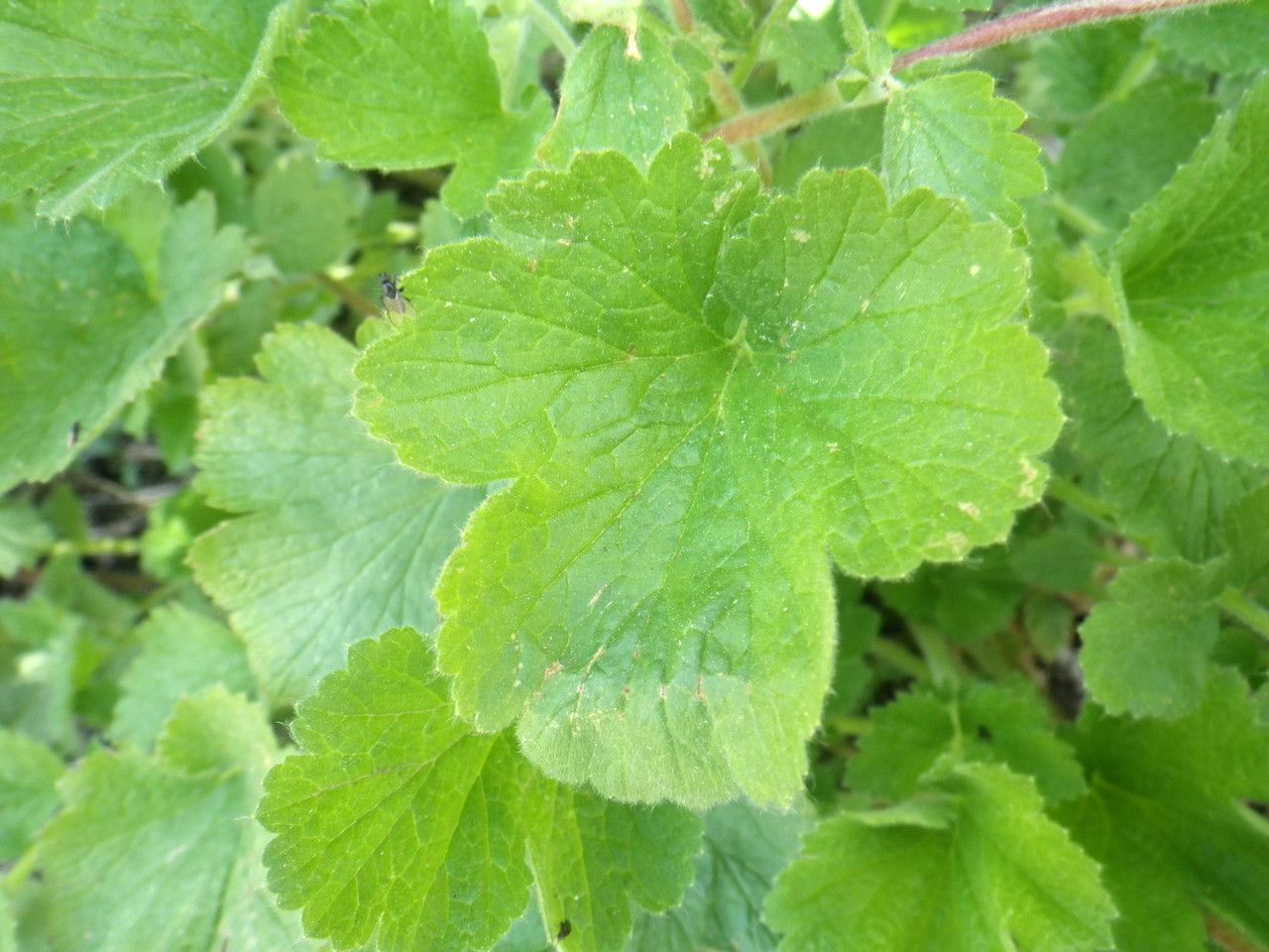 Geum heterocarpum — search result for 'Geum'