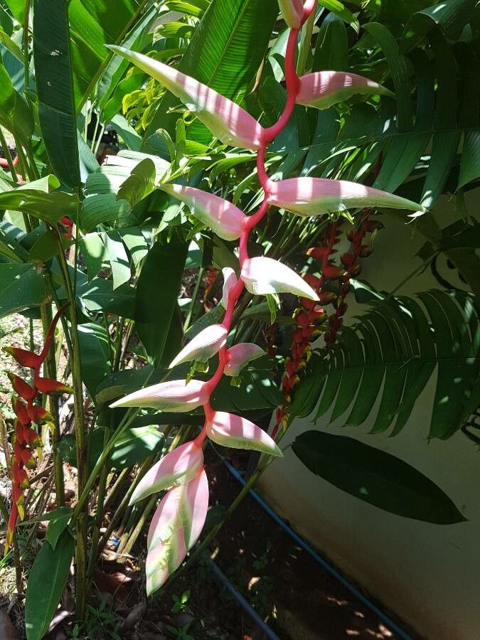 Heliconia chartacea — search result for 'Heliconia'