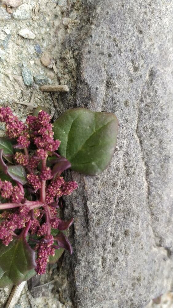 Blitum litwinowii — related species from the same genus