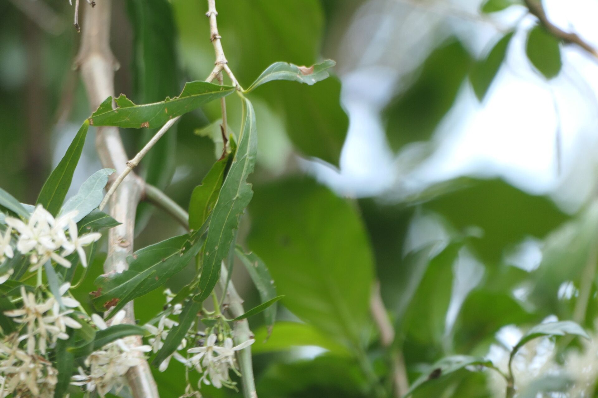 Pavetta lanceolata — houseplant care guide