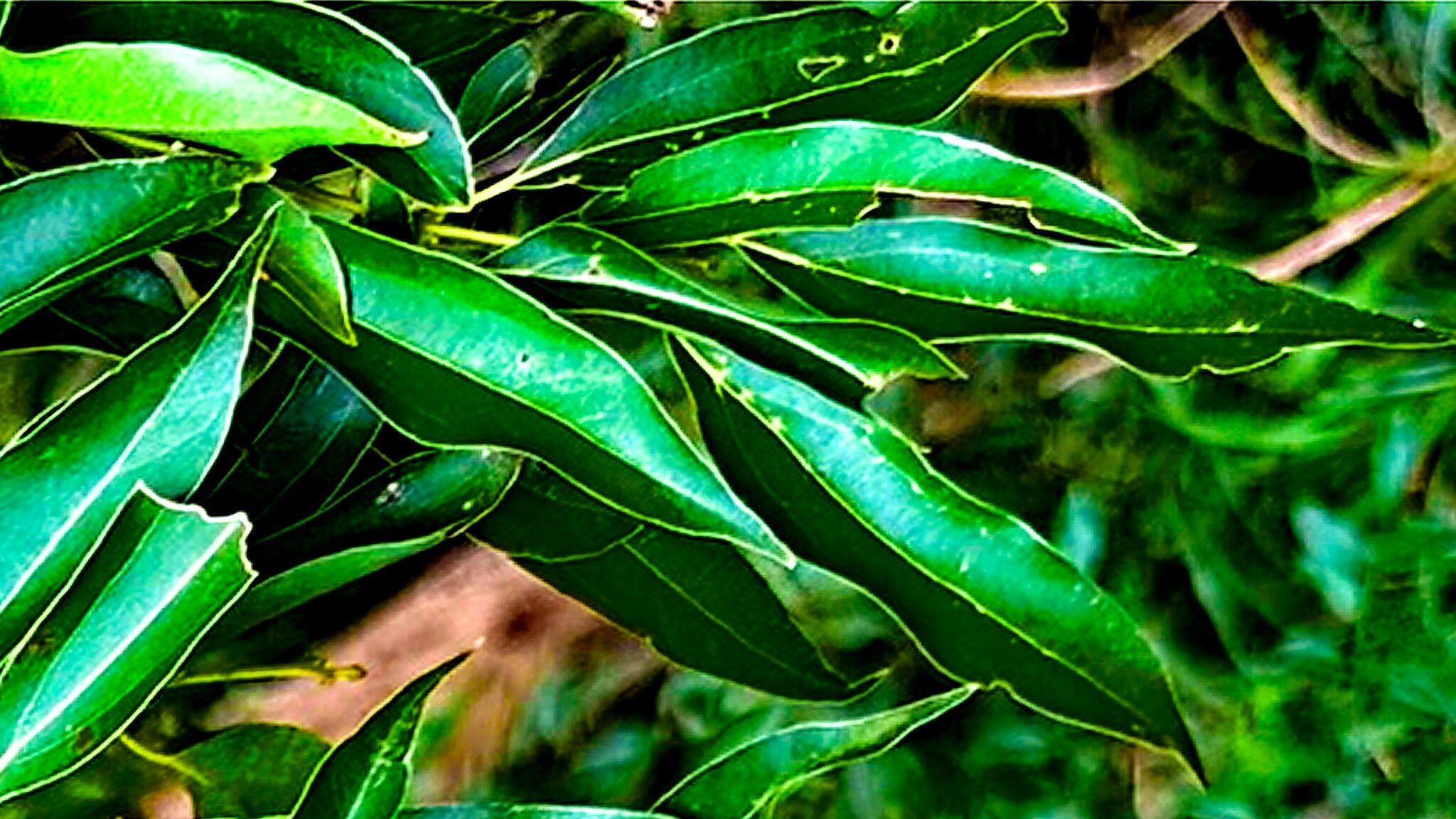 Cinnamomum insularimontanum — search result for 'Cinnamomum'