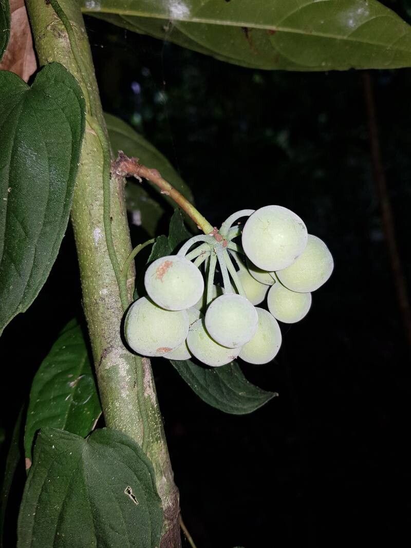 Unonopsis osae fruit