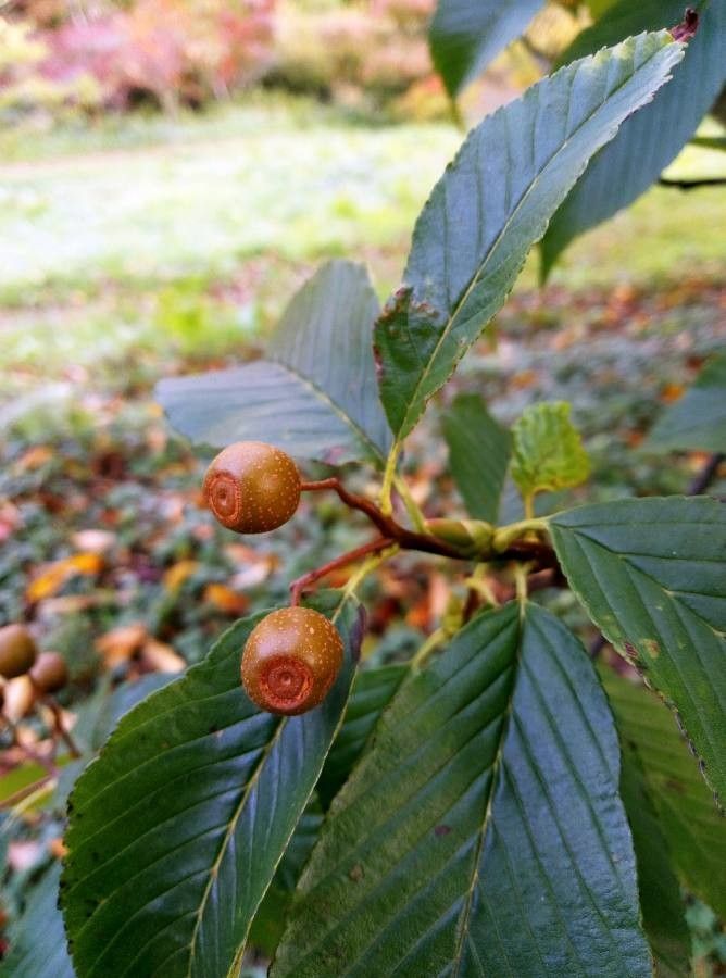Sorbus caloneura fruit