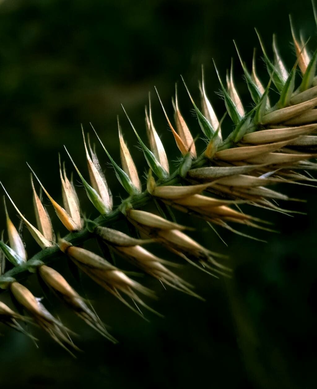 Agropyron cristatum fruit