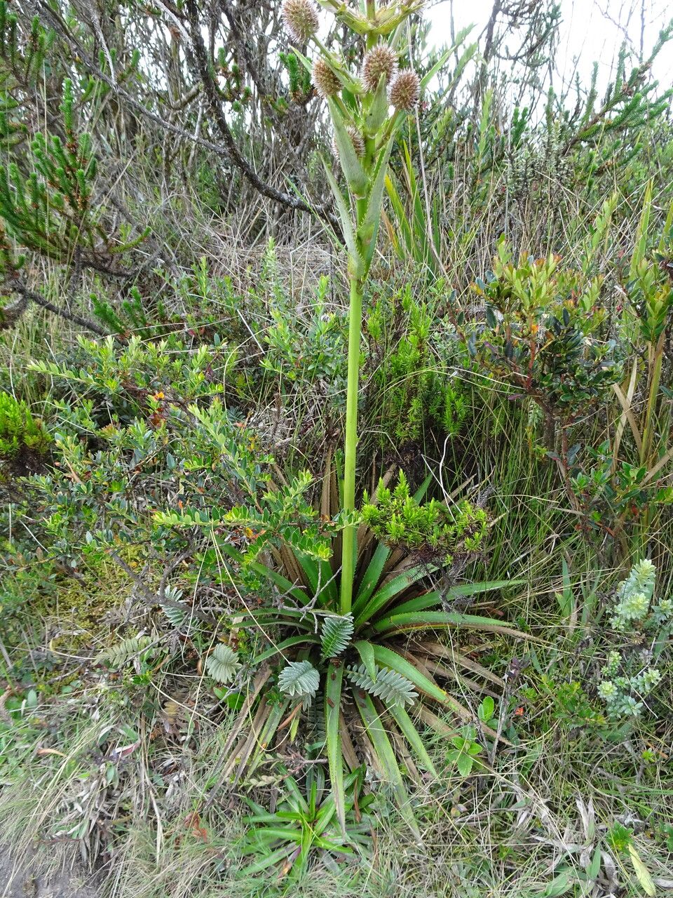 Eryngium humboldtii habit