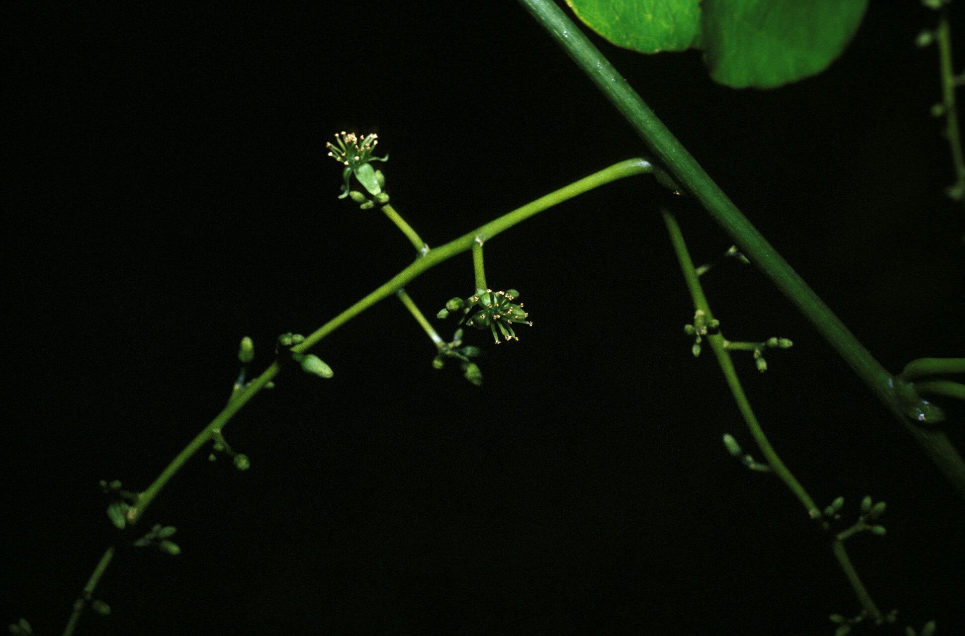 Plukenetia polyadenia — search result for 'Plukenetia'