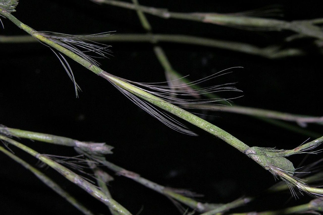 Scaphyglottis subulata fruit