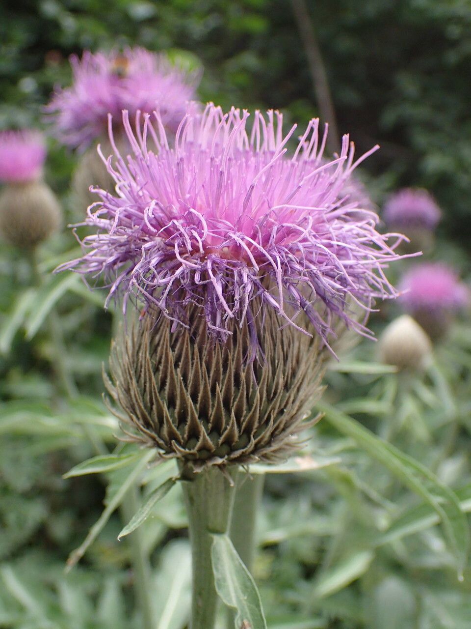 Centaurea centauroides flower
