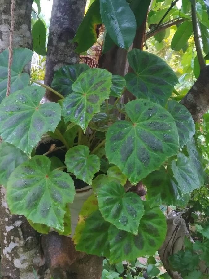 Begonia urophylla — houseplant care guide