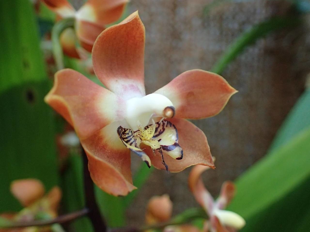 Neomoorea wallisii flower