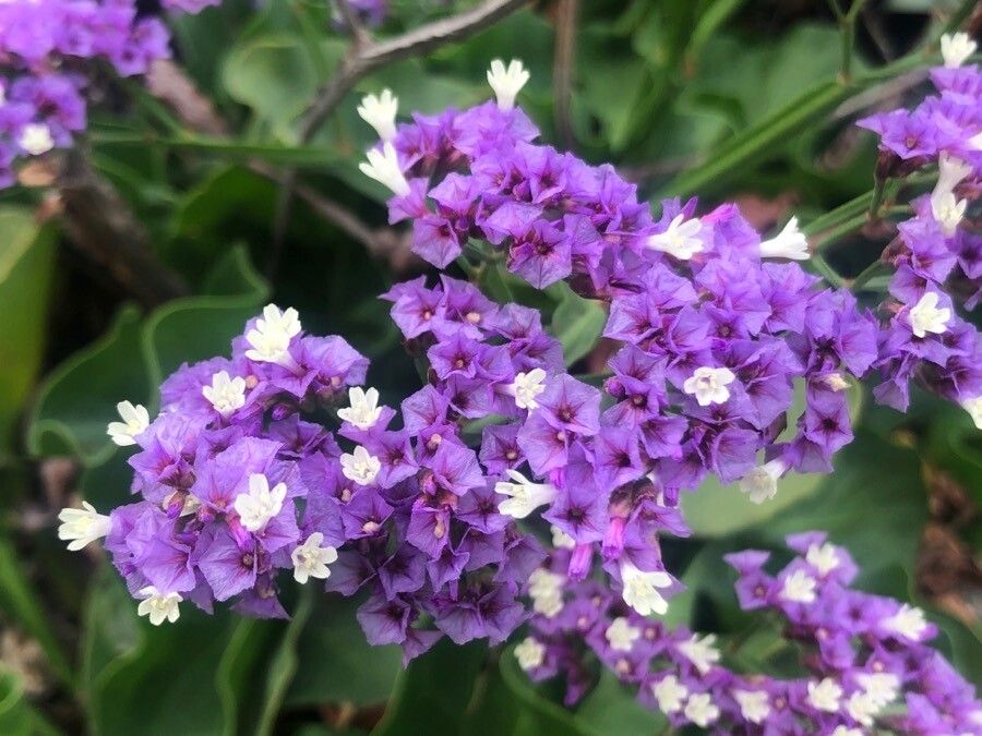 Limonium bourgeaui flower