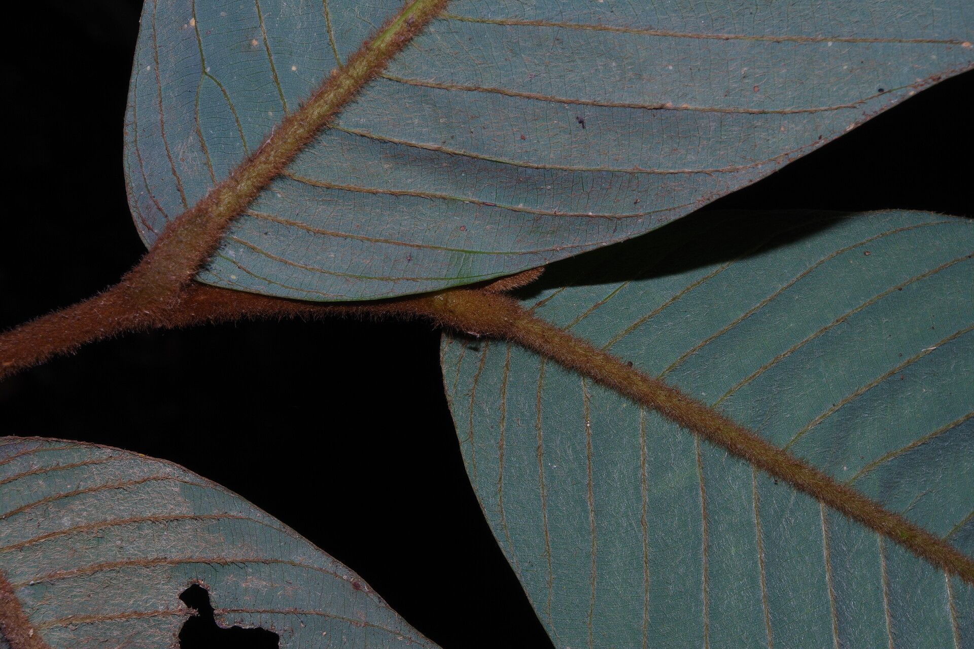 Piptostigma pilosum leaf