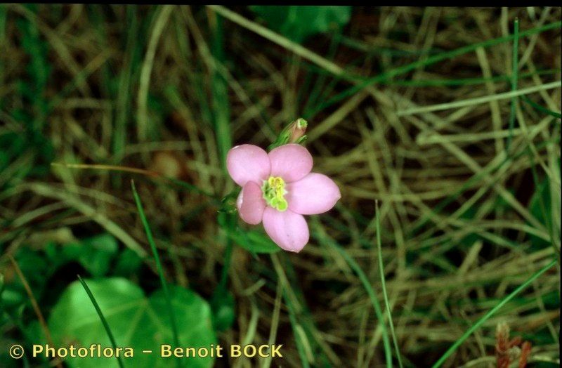 Centaurium portense other