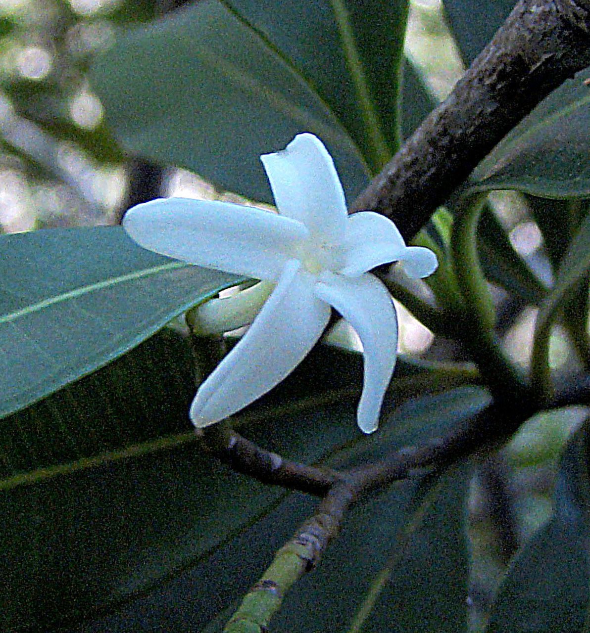Ochrosia bodenheimarum flower