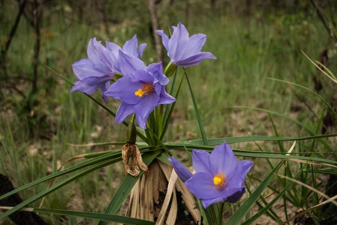 Nemastylis geminiflora — search result for 'Iris'