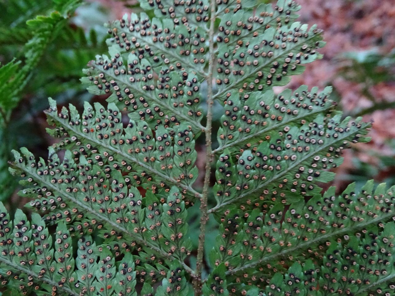 Dryopteris formosana — search result for 'Dryopteris'