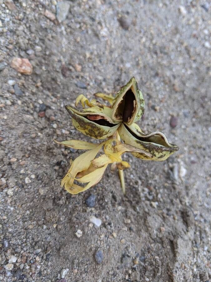 Asclepias subulata fruit