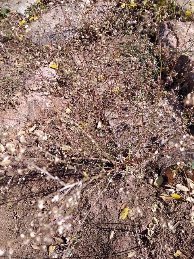 Eragrostis spectabilis fruit