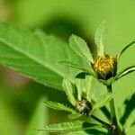 Bidens frondosa