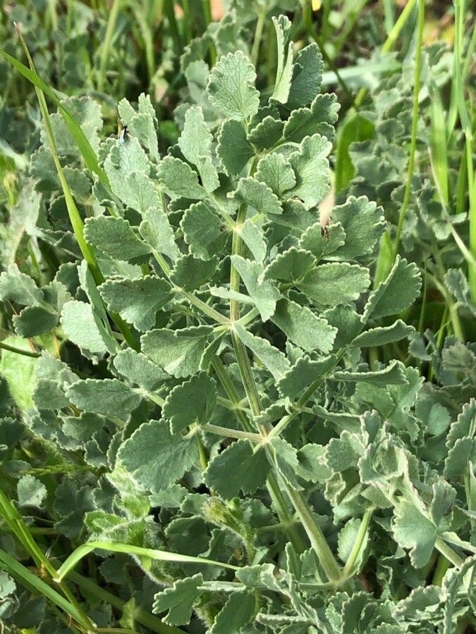 Pimpinella villosa — search result for 'Pimpinella'