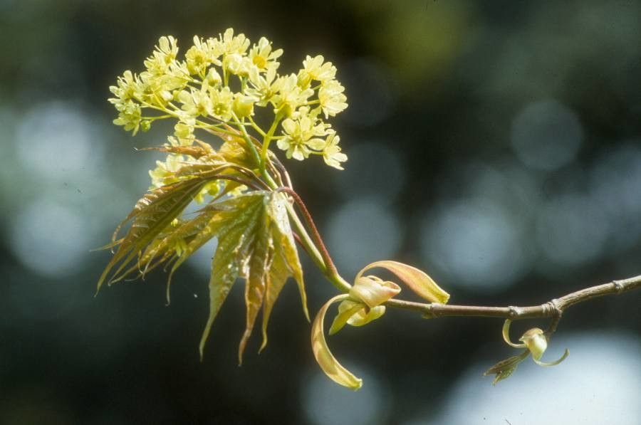Acer cappadocicum flower