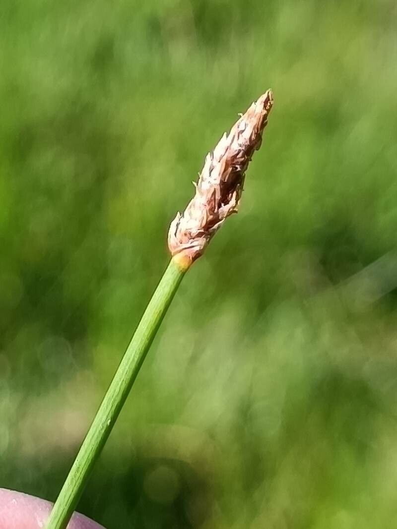 Eleocharis palustris flower