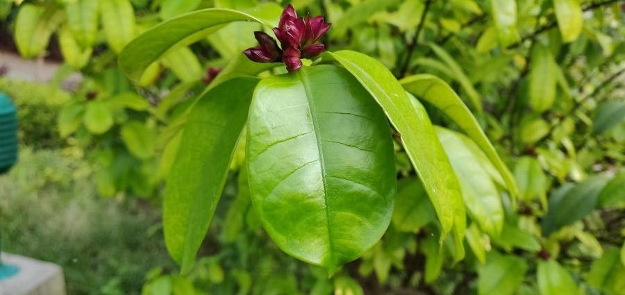 Strophanthus gratus leaf
