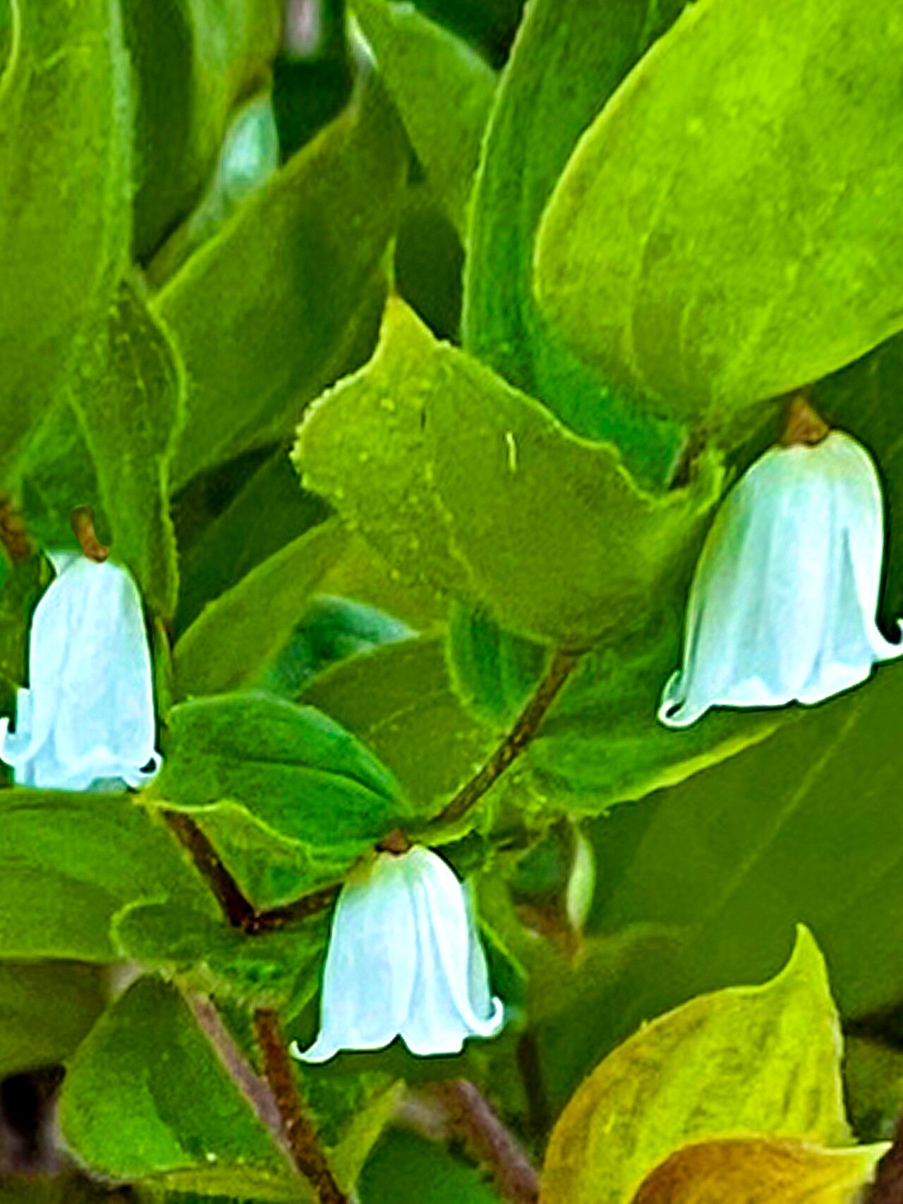 Prosartes parvifolia — related species from the same genus