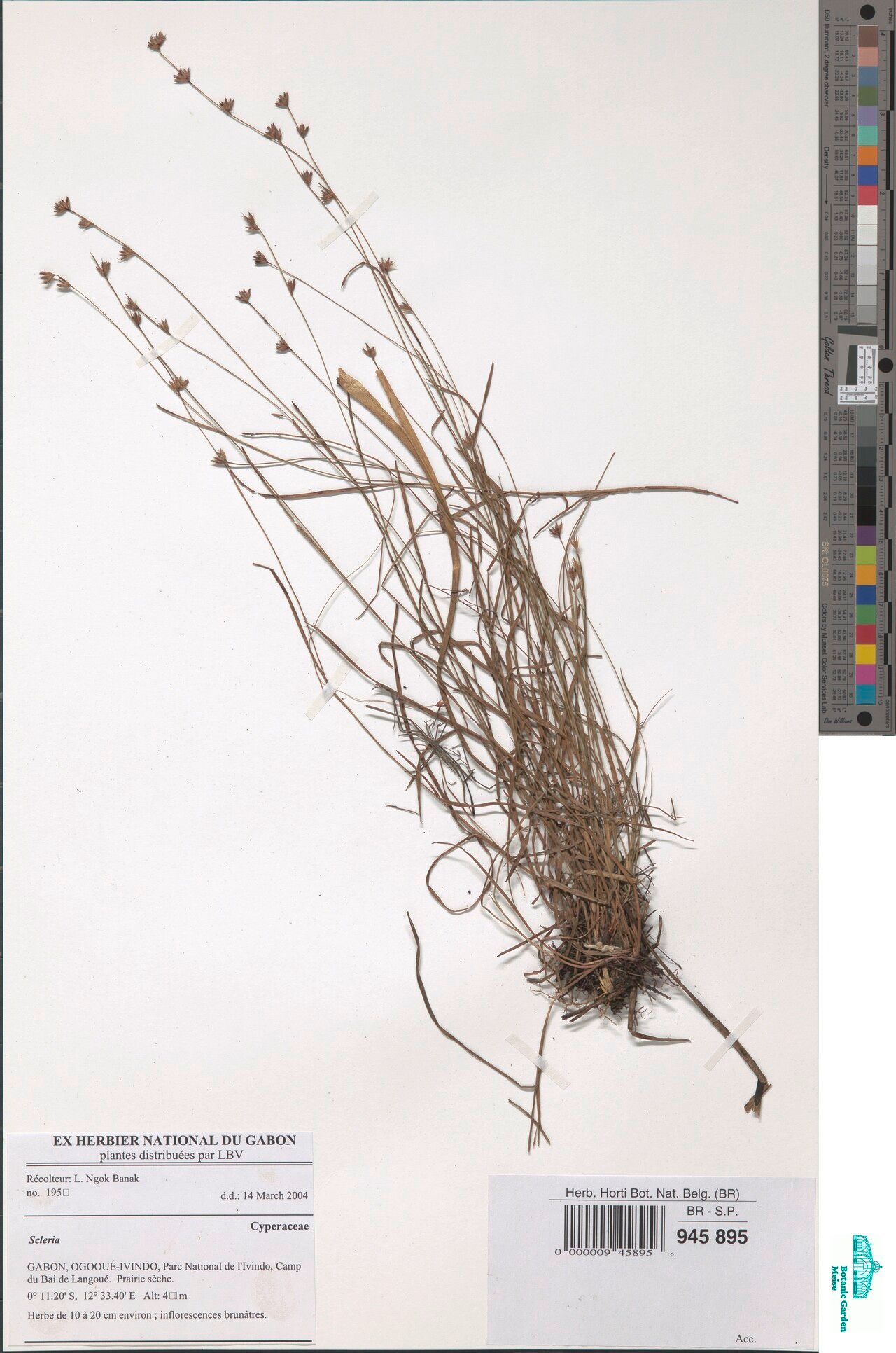 Scleria pedicellata — houseplant care guide