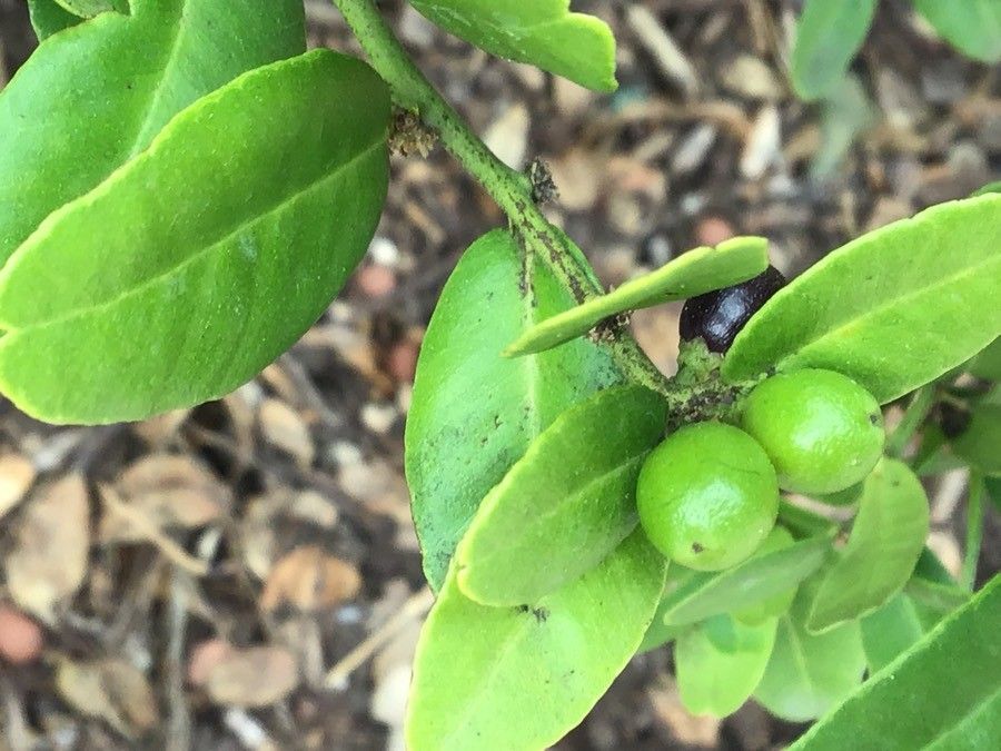 Atalantia buxifolia fruit