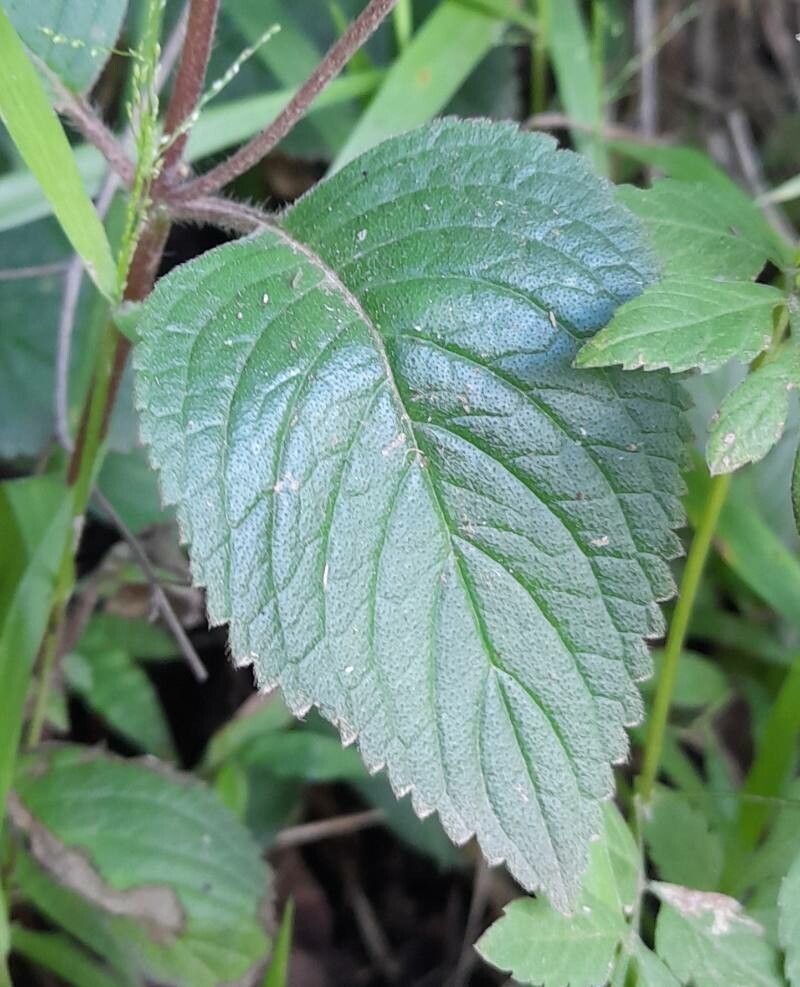 Gloxinia gymnostoma — related species from the same genus
