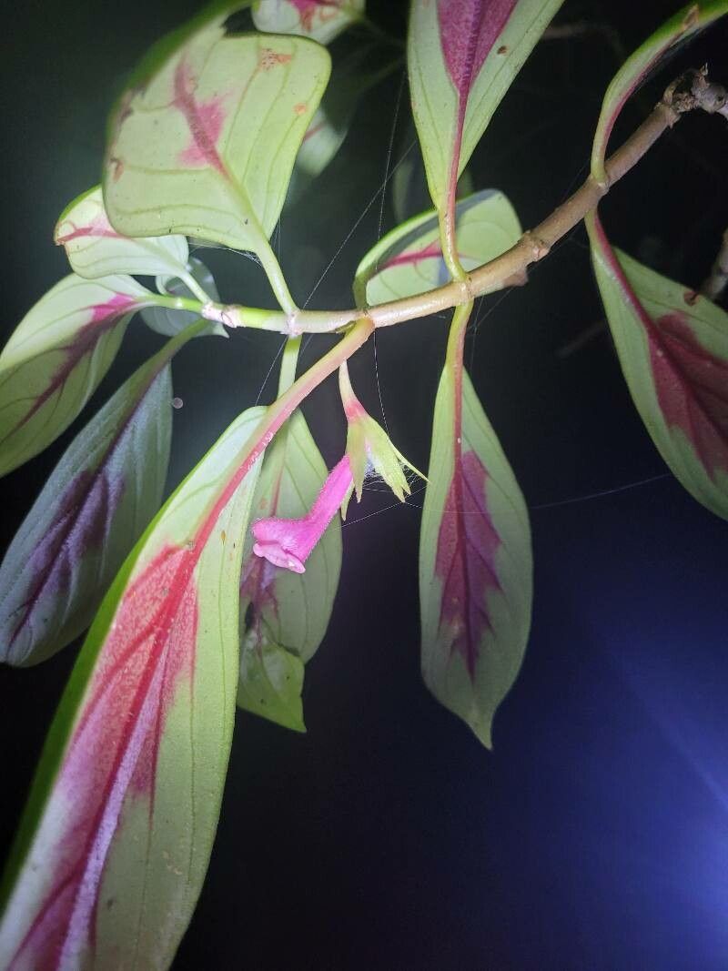 Nematanthus fritschii flower