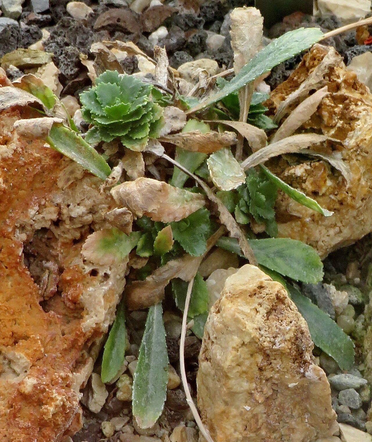 Campanula bornmuelleri leaf